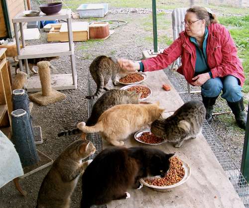 Kathy-@-cat-barn