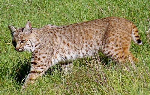 bobcat-closeup