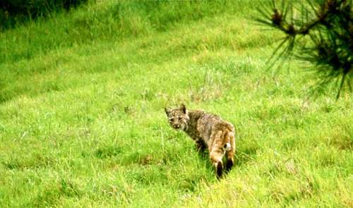 bobcat-looking-back