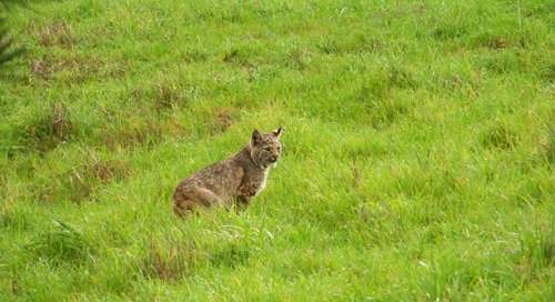 bobcat-sitting