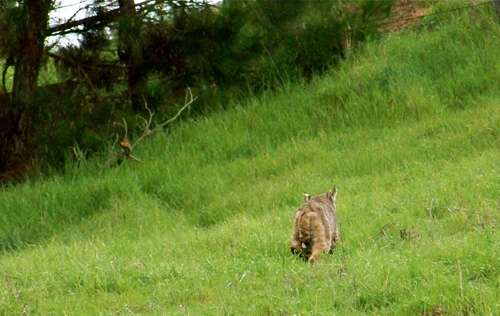 bobcat-walking-away