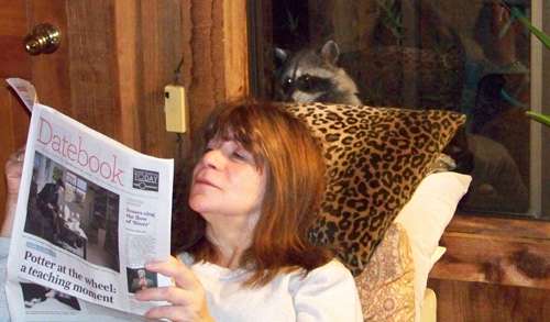 raccoon-reading2