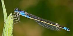 damselfly
