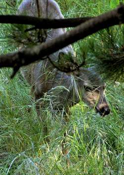 deer-below-branch