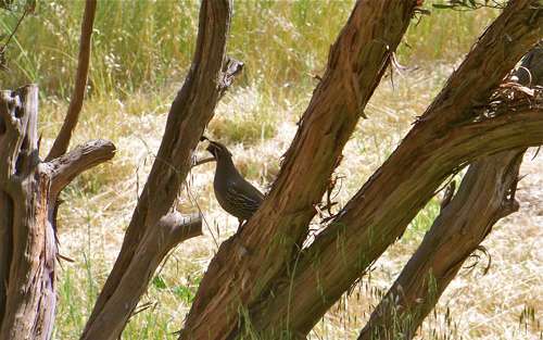 quail in tree