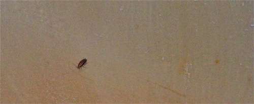 roach-in-sink