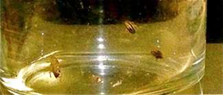 small-roaches-in-glass