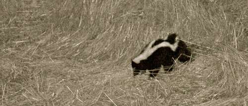 skunk-looking-down