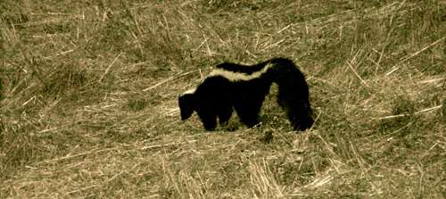 skunk-wandering