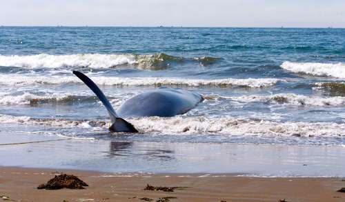 whale-pointed-at-sea