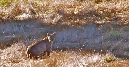 bobcat-sitting