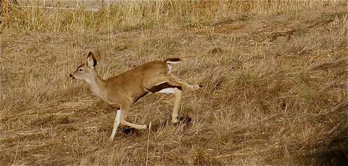 fawn-running