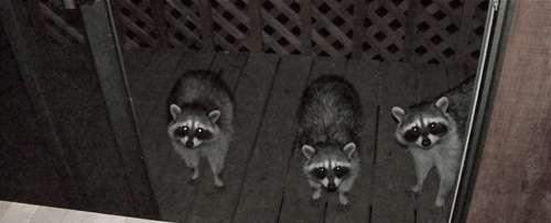 raccoon-trick-or-treat