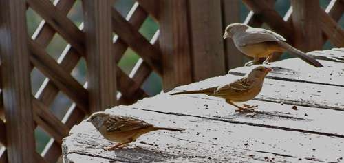 sparrows-and-towhee
