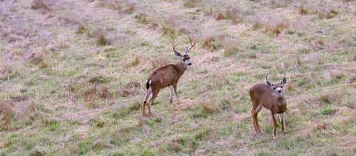 bucks-look-up