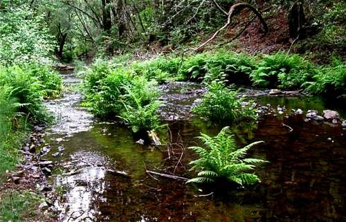 Lagunitas-creek