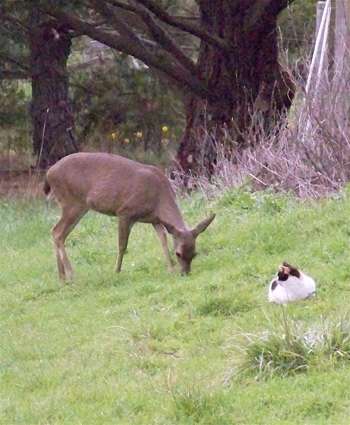 cat-and-deer
