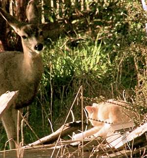 deer-&-cat2