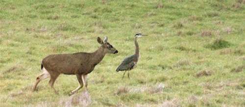 deer-&-heron