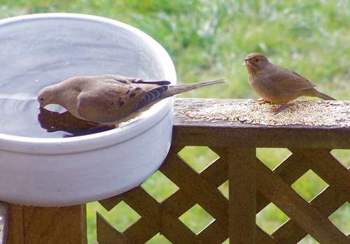 dove-in-birdbath