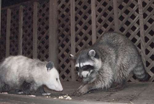possum-&-raccoon