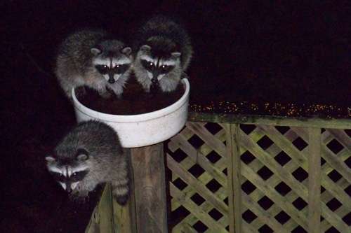 raccons-in-birdbth