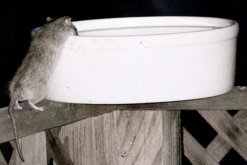 roof-rat-at-birdbath