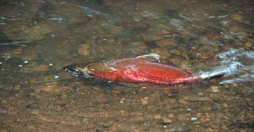 salmon-migrating