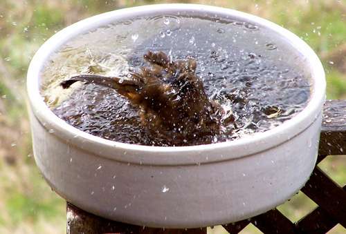 towhee-bathing