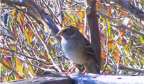 Golden-stained-glass