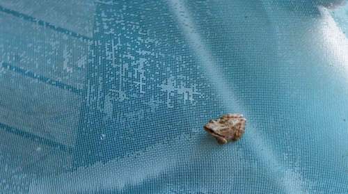 frog-on-net