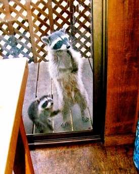 2-coons-at-door