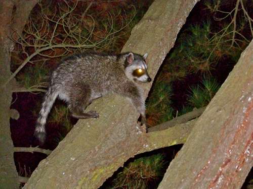 coon-rests-in-tree