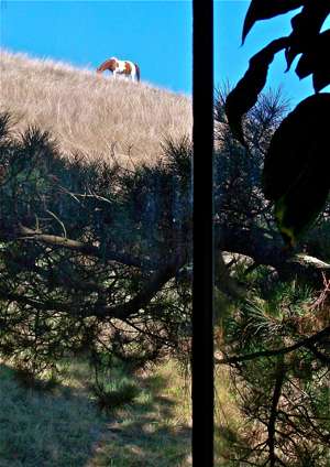 horse-out-window