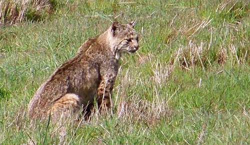 seated-bobcat