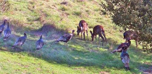 turkeys-&-deer