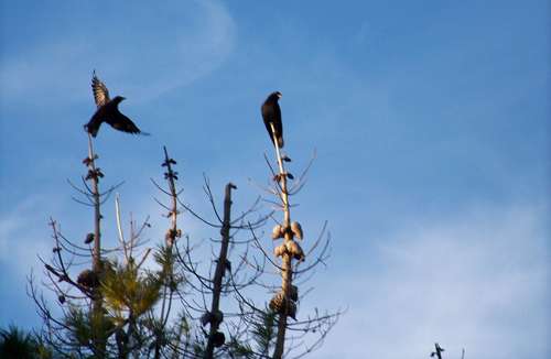 crows-on-tree