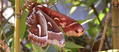 buckeye-butterfly