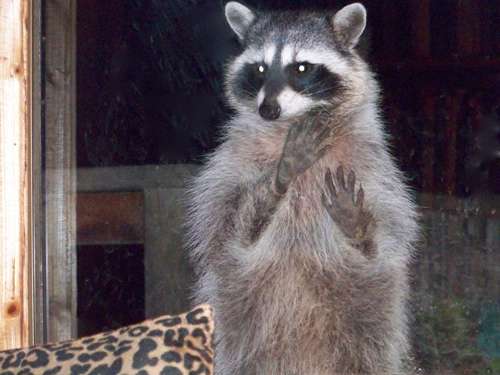 raccoon-paws-glass