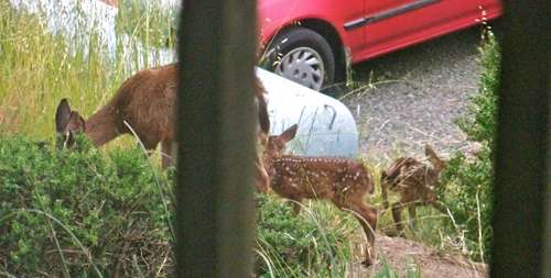 doe,-2-fawns
